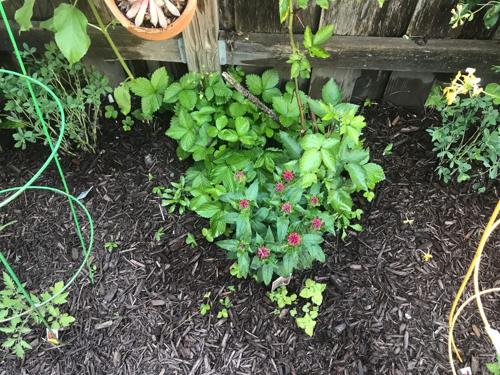 Photo of Vital Care Landscaping