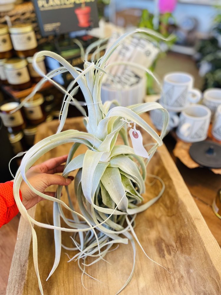 Photo of Dig Gardens