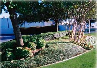 Photo of Becoming Lawns