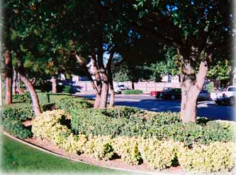 Photo of Becoming Lawns