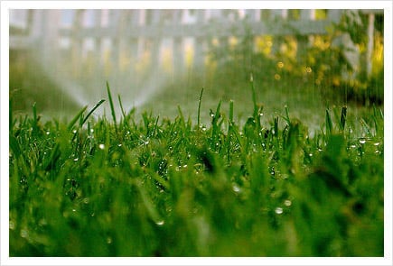 Photo of Becoming Lawns