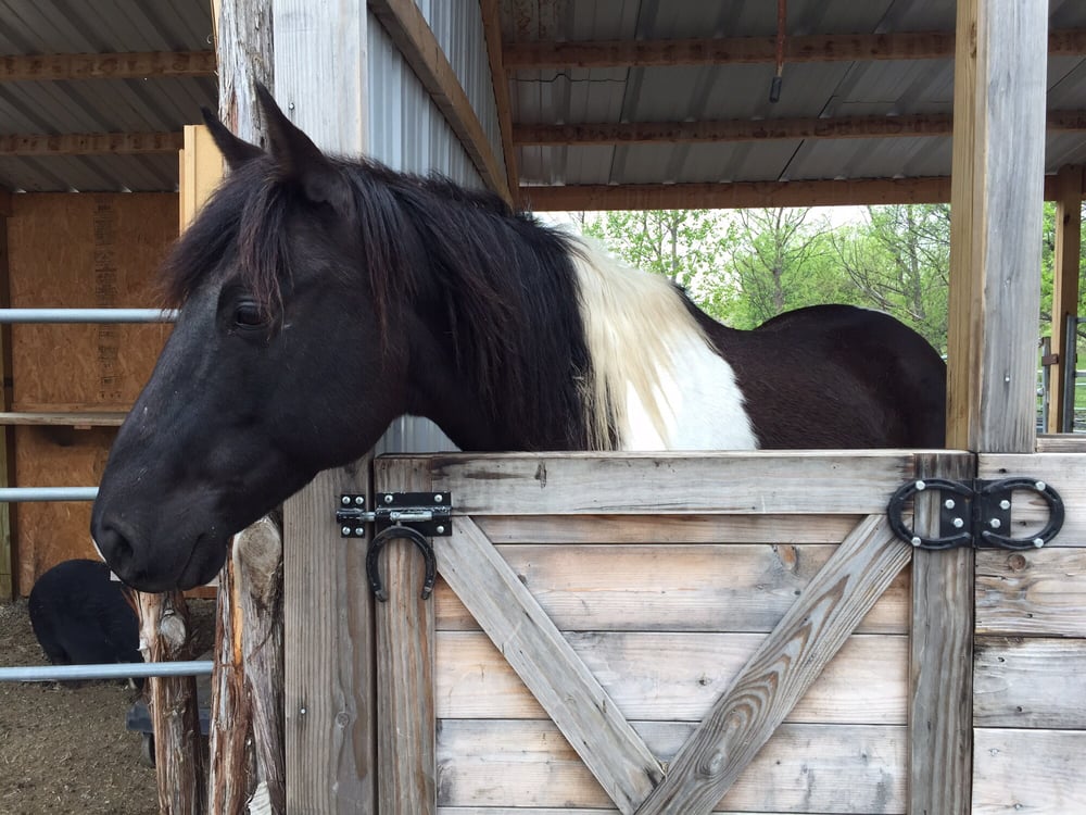 Photo of Rodeo Zone Mini Ranch