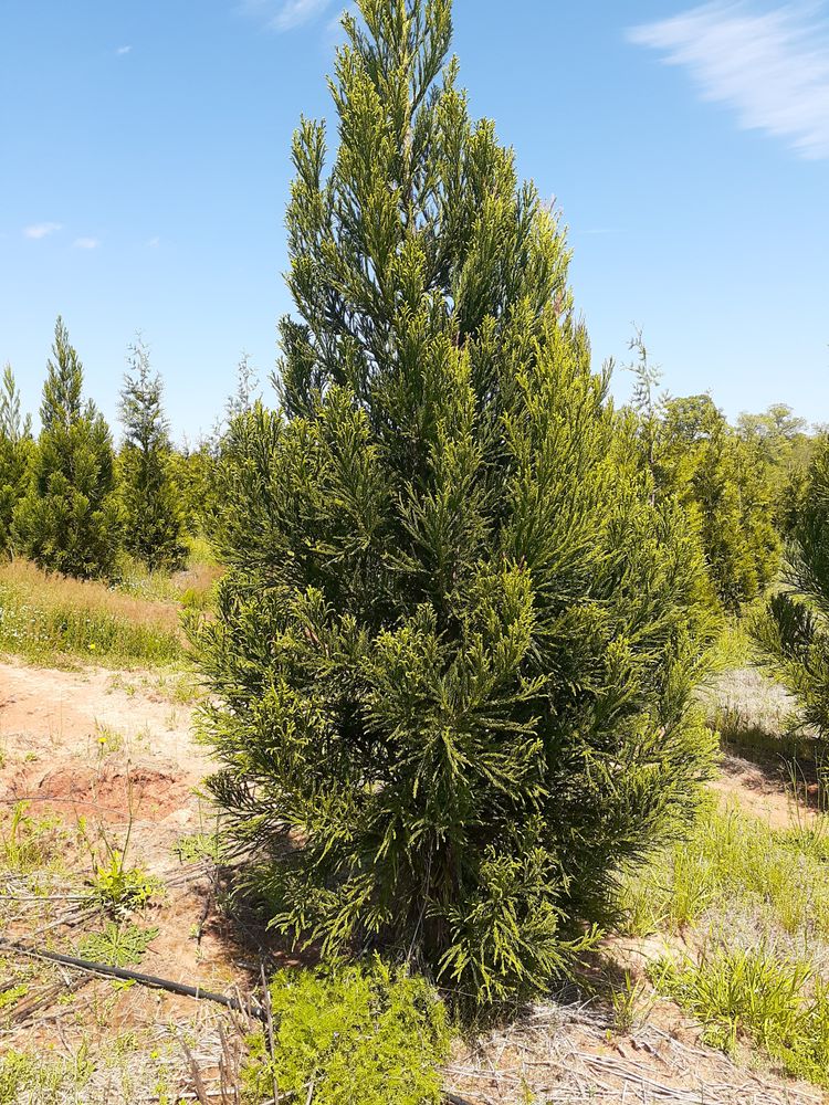 Photo of Mr Martini's Tree Farm