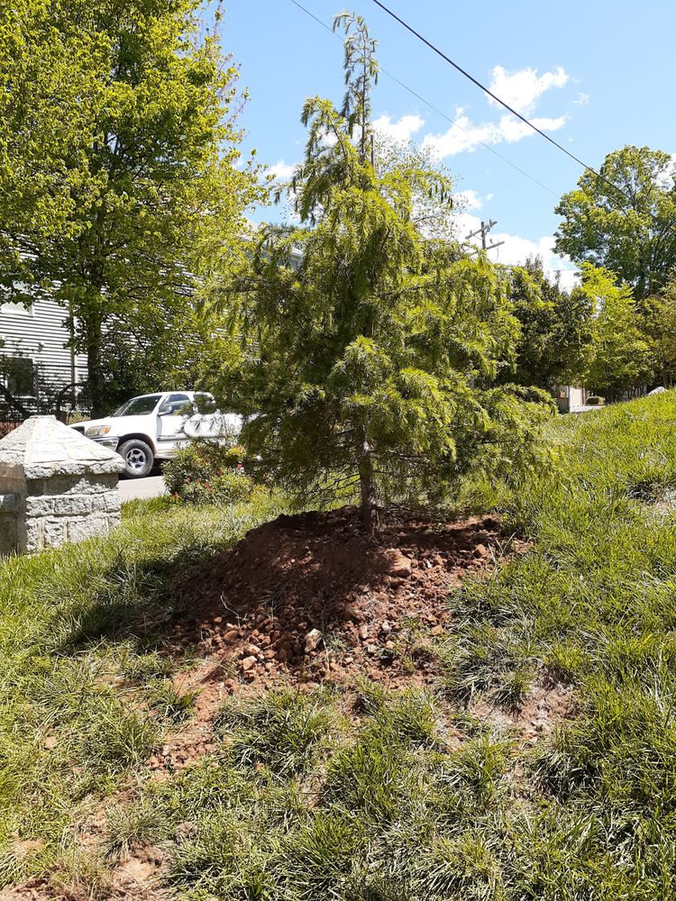 Photo of Mr Martini's Tree Farm