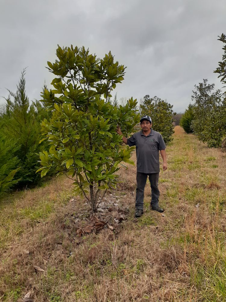 Photo of Mr Martini's Tree Farm