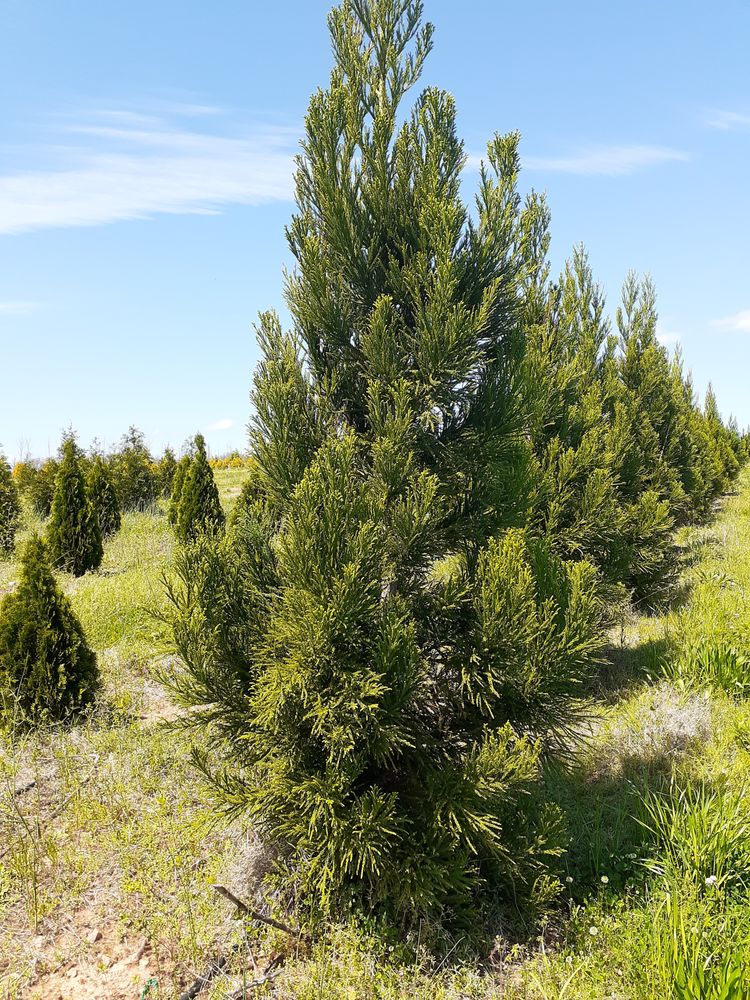 Photo of Mr Martini's Tree Farm