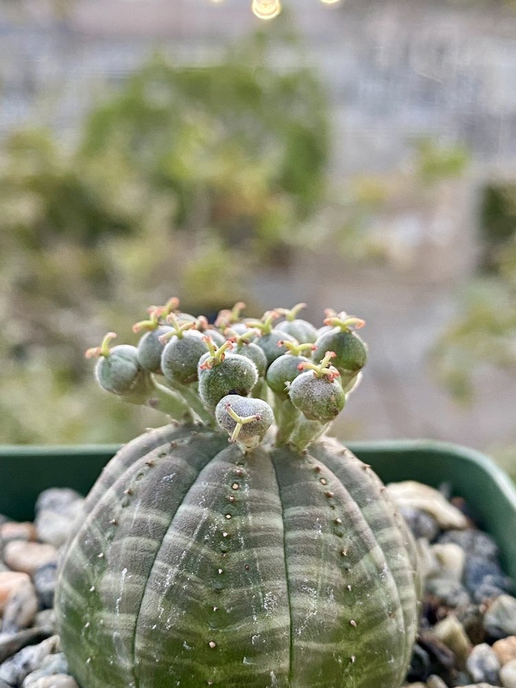 Photo of Mission Hills Nursery
