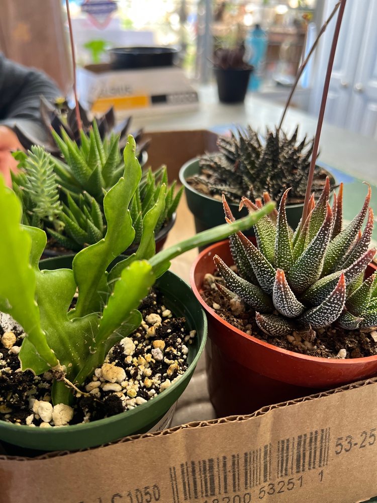 Photo of Mission Hills Nursery