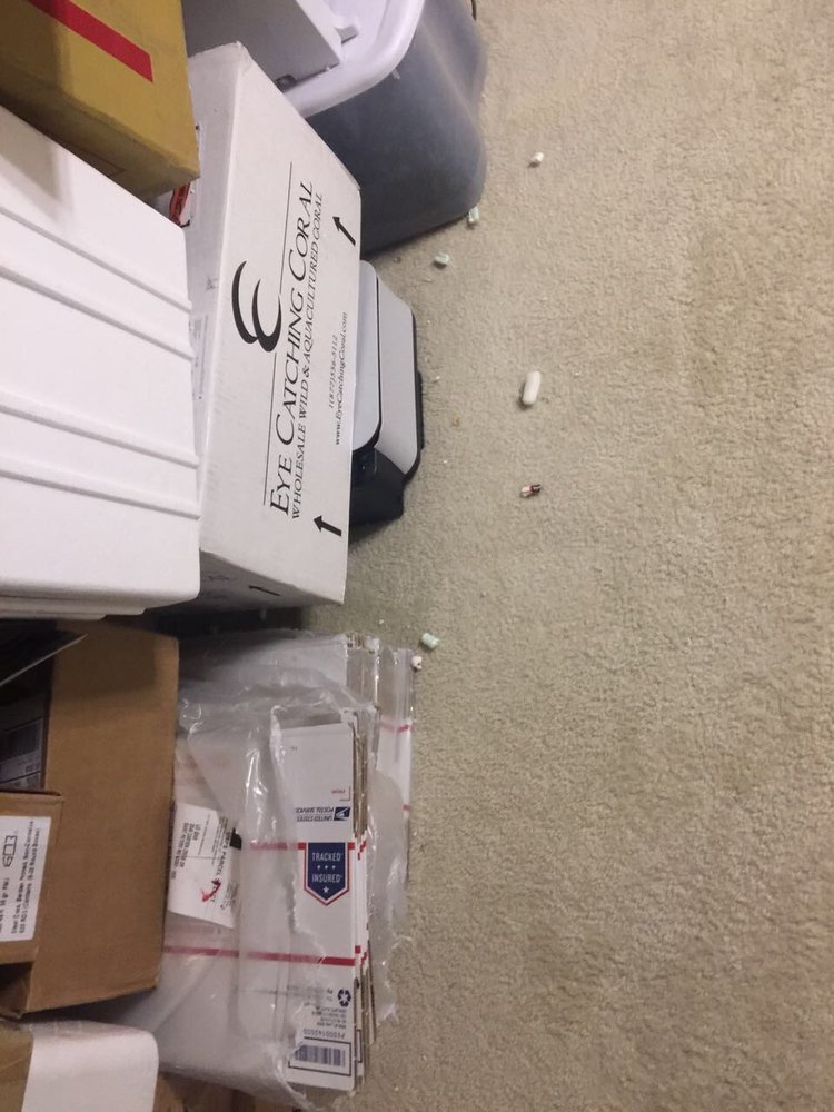 Photo of Show Me Carpet Cleaning