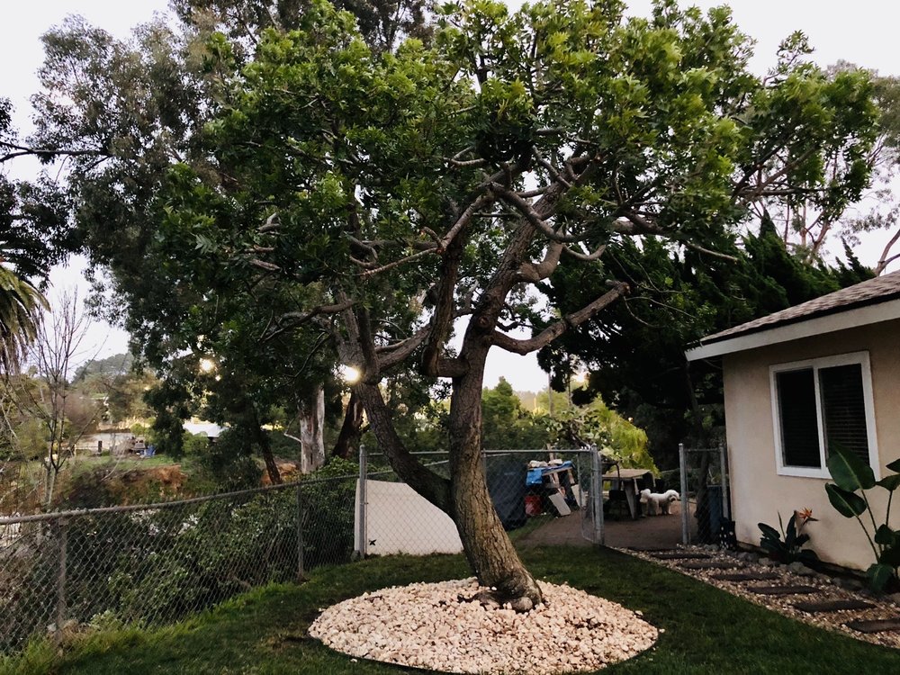 Photo of Artistic Arborist