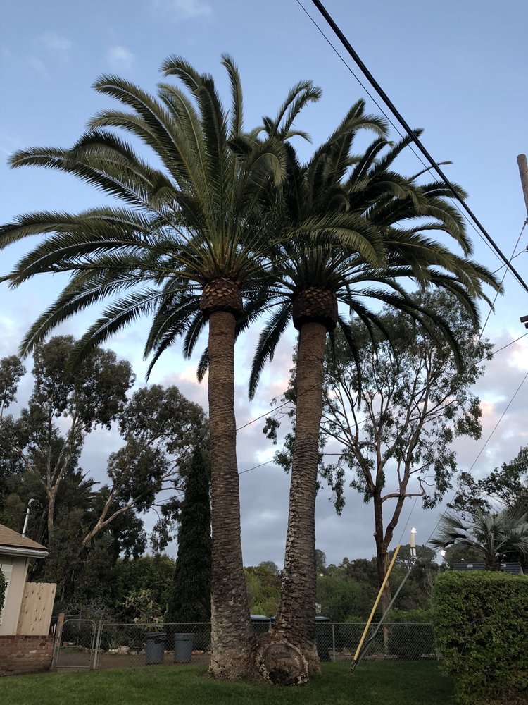 Photo of Artistic Arborist