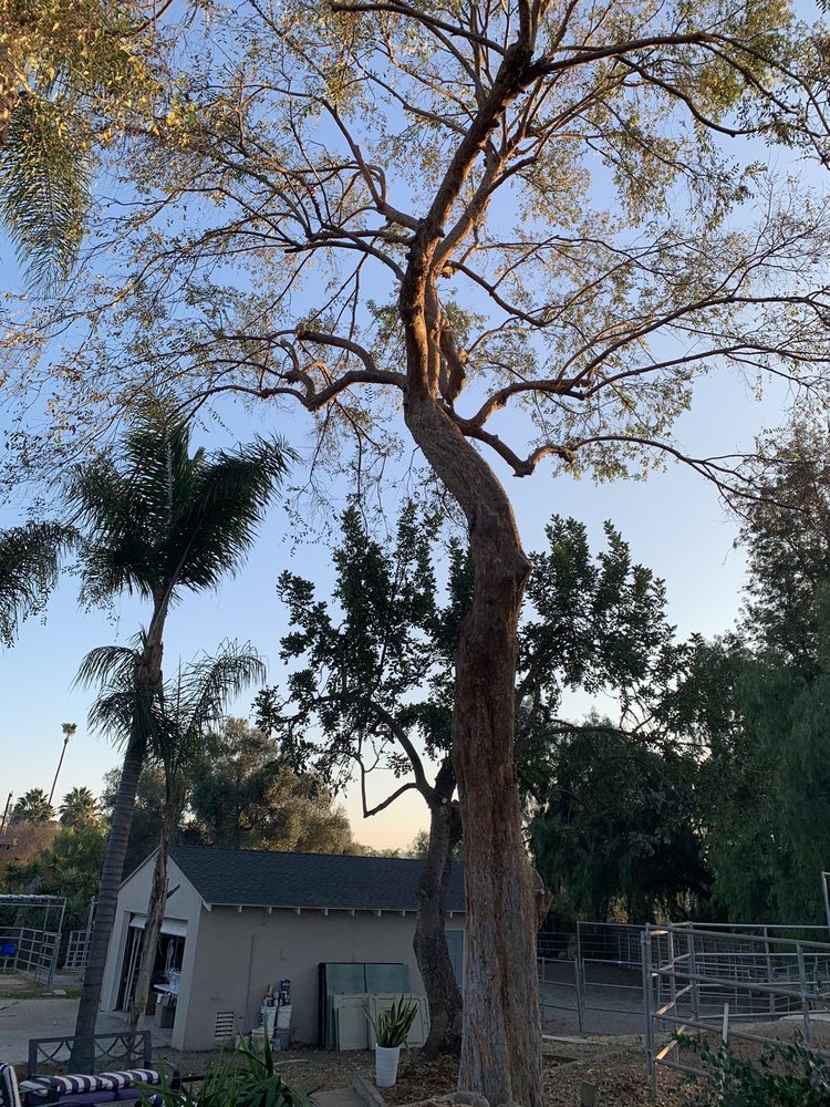 Photo of Artistic Arborist