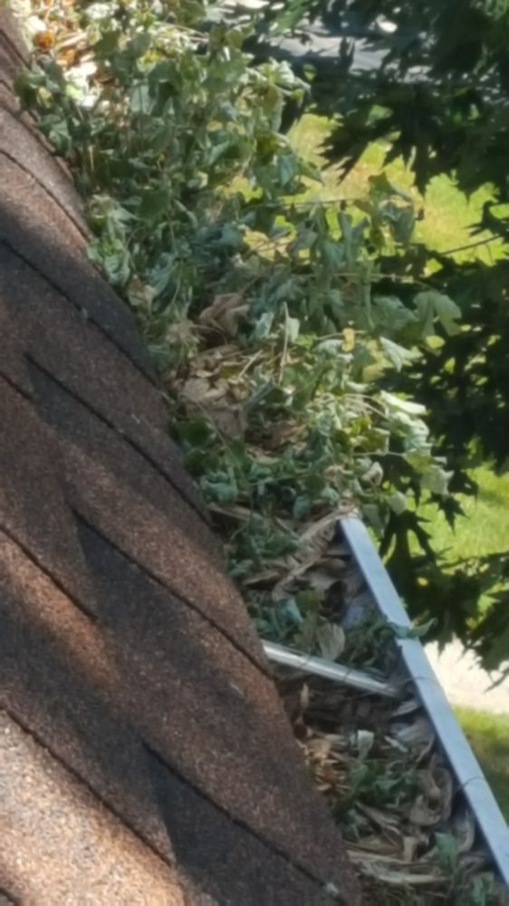 Photo of Bungalow Gutter Cleaning