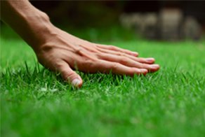 Photo of Grama Total Lawn Care Services