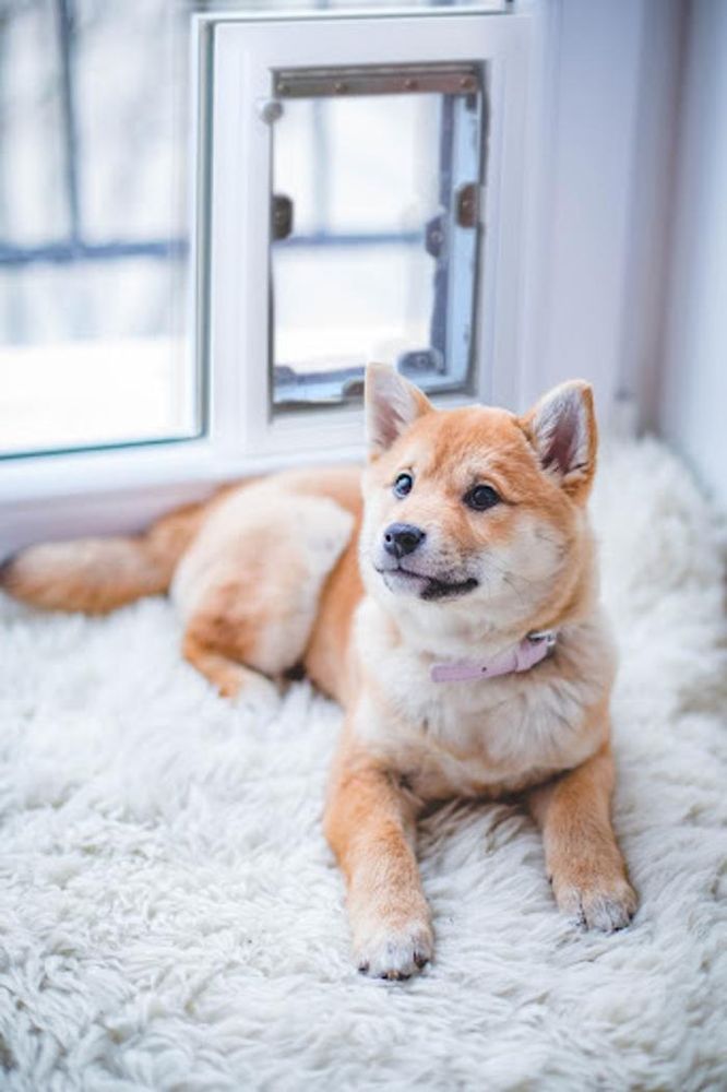Photo of Pet Doors Of Fort Worth