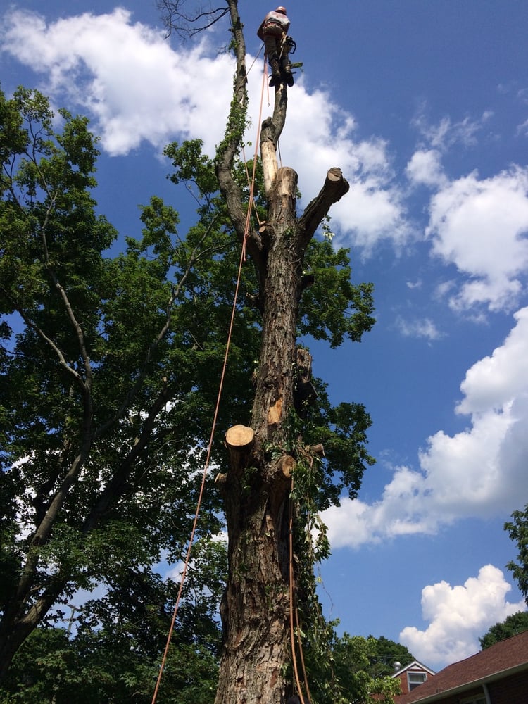 Photo of Price Tree Care