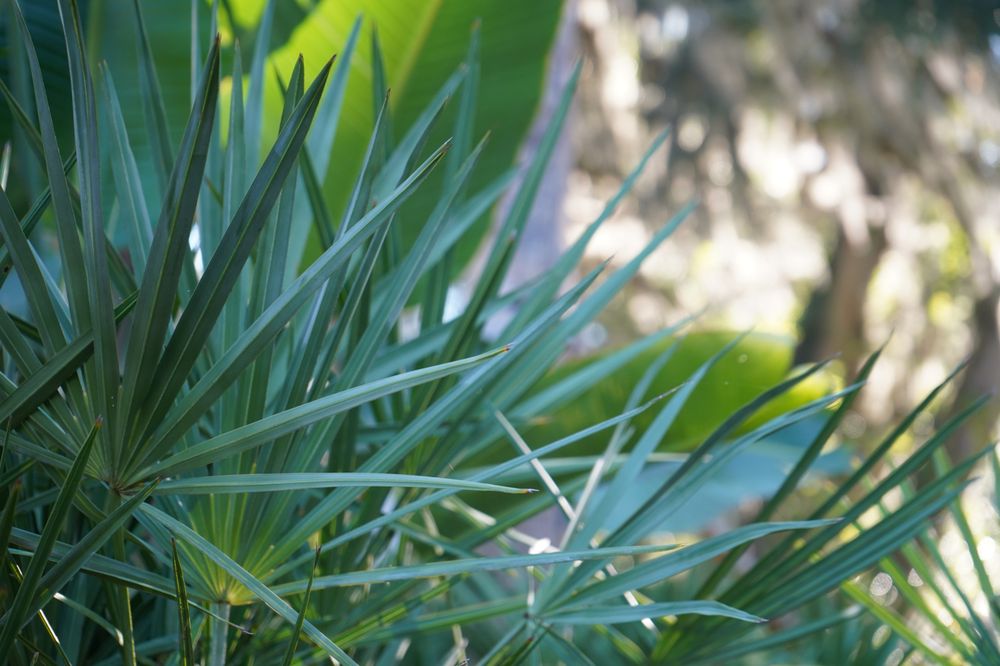 Photo of Serenoa Landscape Design