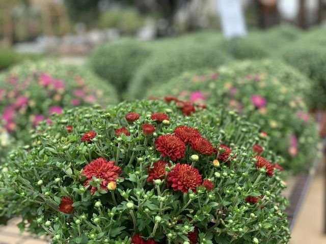 Photo of Meador's Garden Center & Landscaping