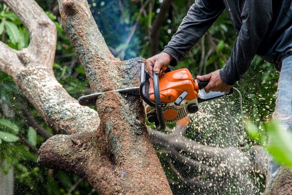 Photo of Bello's Lawn & Tree Service