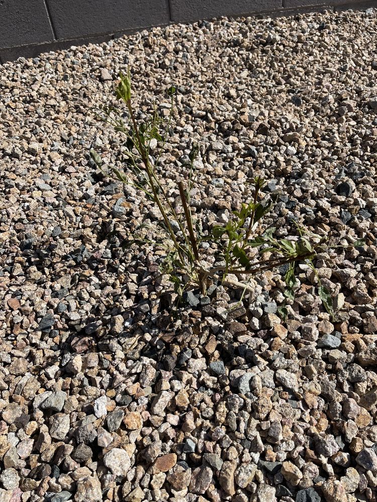 Photo of Poco Verde Landscaping