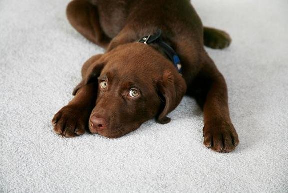 Photo of AAA Carpet Care