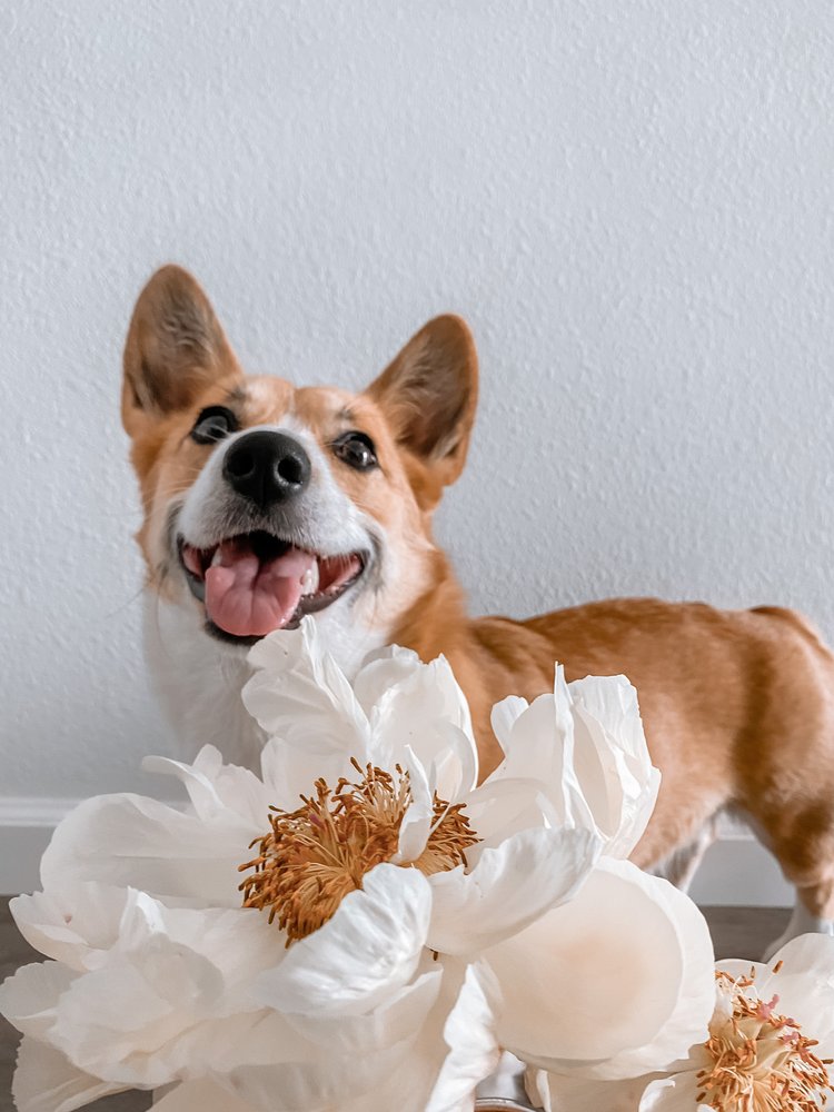Photo of Wholesale Flowers