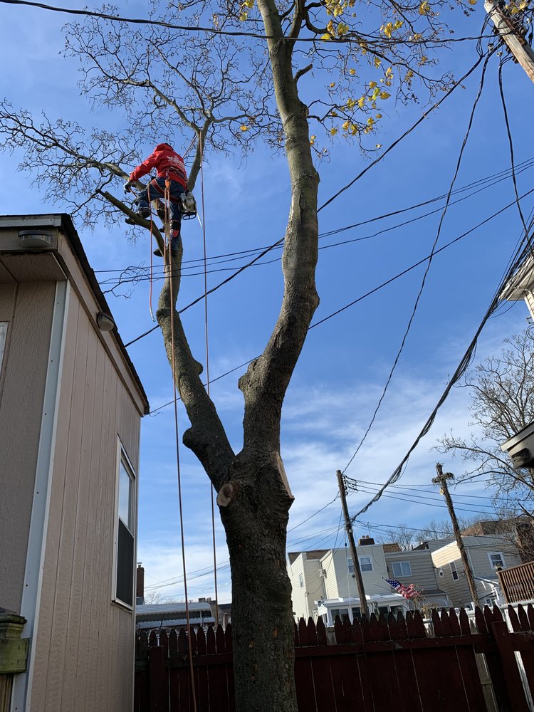 Photo of Woody Woodpecker Tree Service