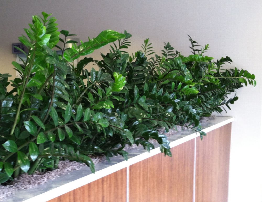 Photo of Growing Roots La Jolla