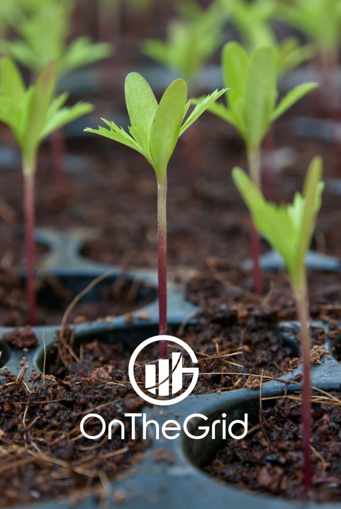 Photo of OnTheGrid