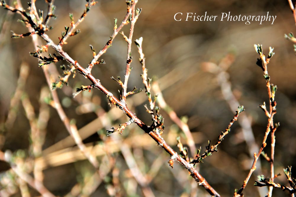 Photo of C Fischer Photography