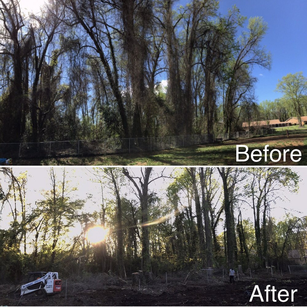 Photo of Green Effect Land & Tree