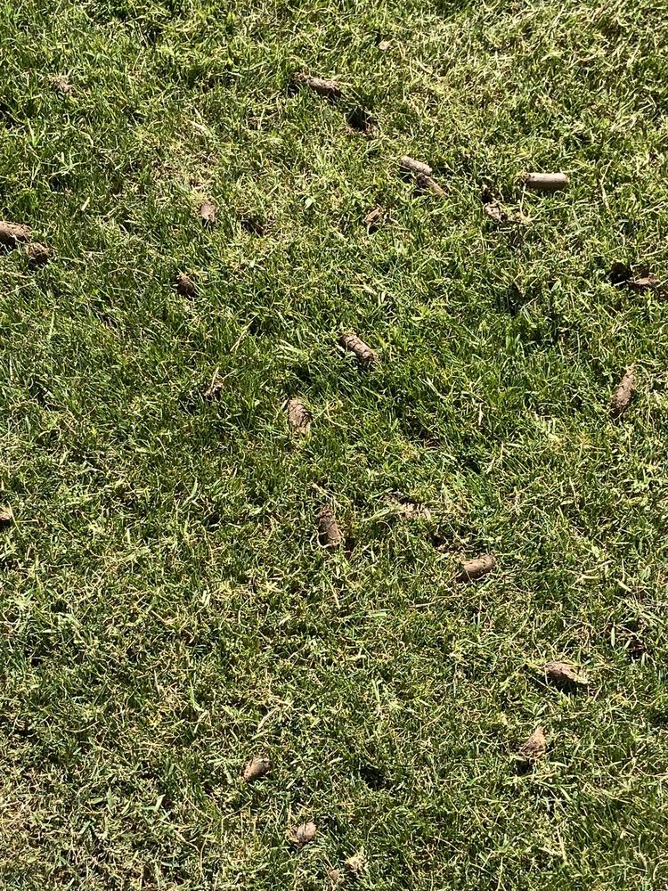 Photo of A1 Lawn Aeration