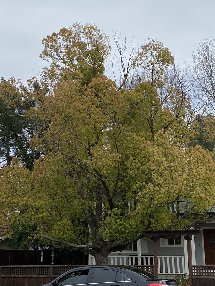 Photo of Waraner Tree Experts