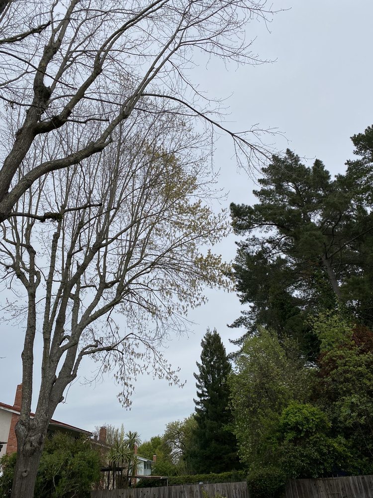 Photo of Waraner Tree Experts