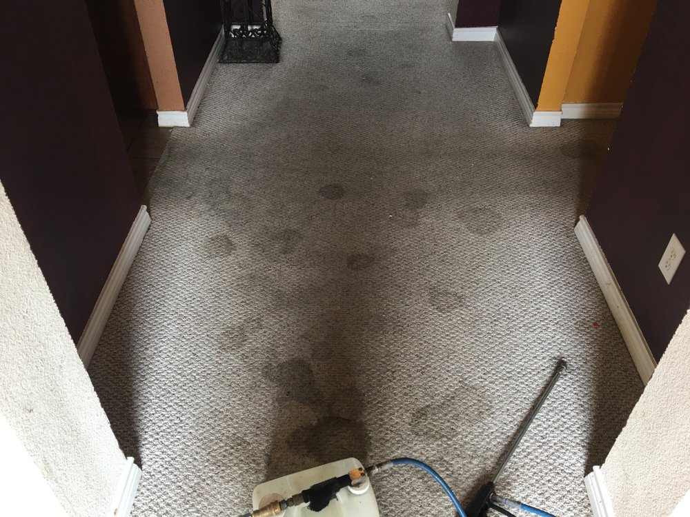 Photo of Omega Steam Carpet Cleaning & Water Restoration