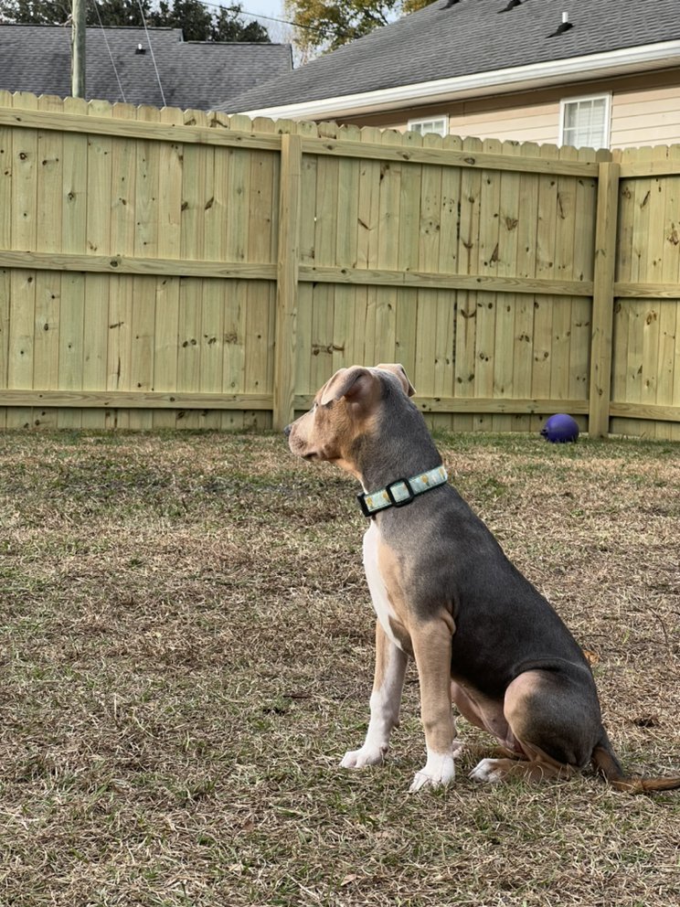 Photo of Fence SC