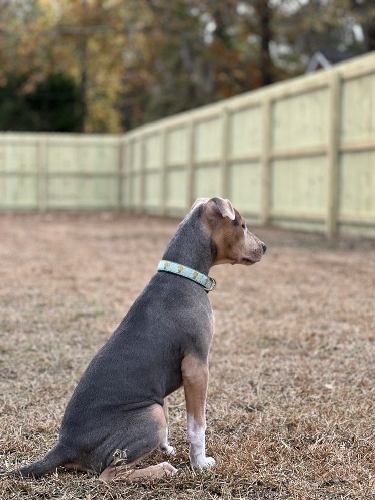 Photo of Fence SC