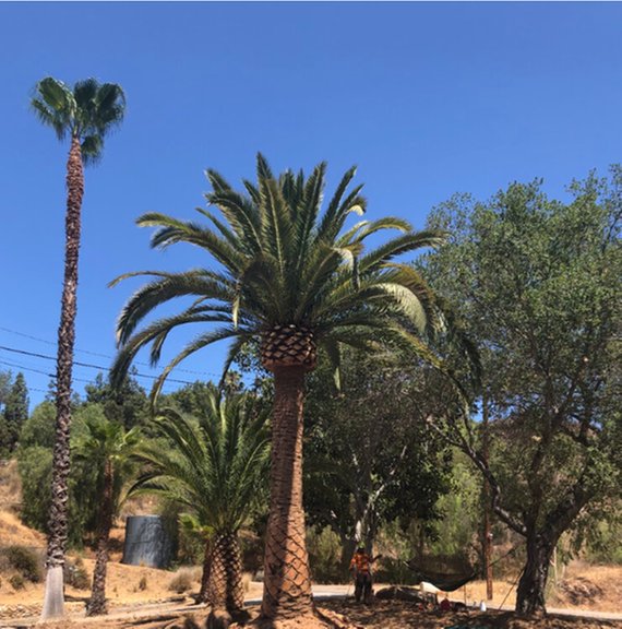 Photo of CM Precision Tree and Landscaping