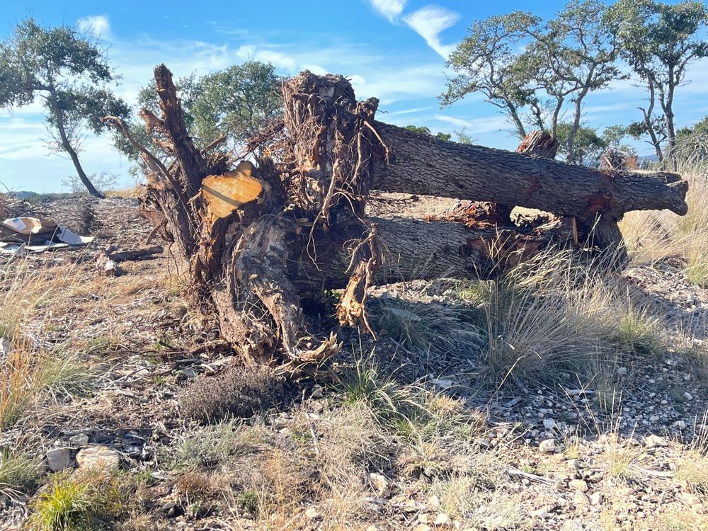 Photo of Texas Urban Sawmill