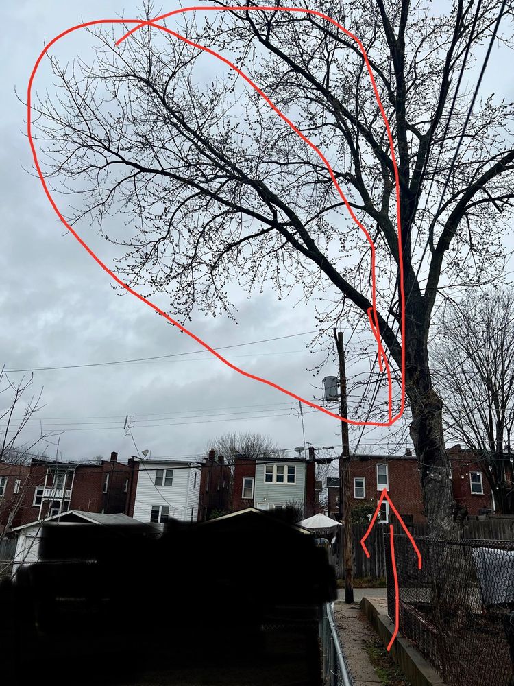 Photo of JR Tree and Lawn Care