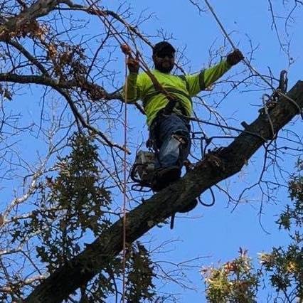 Photo of JR Tree and Lawn Care