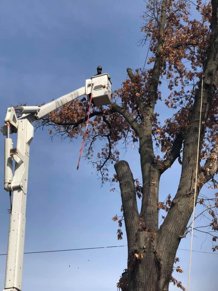Photo of JR Tree and Lawn Care