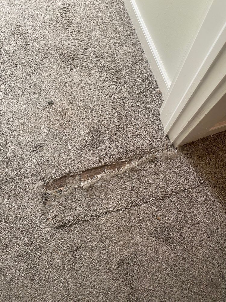 Photo of Carpet Doctors