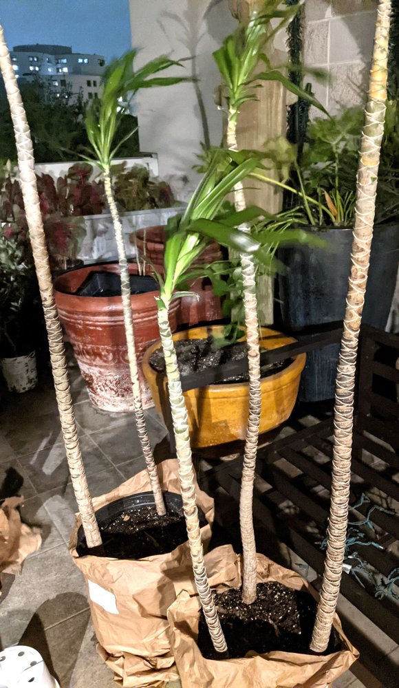 Photo of Re-Leaf Plant Market