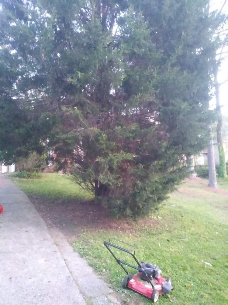 Photo of Bleakworld Lawn Care and Treatment Service
