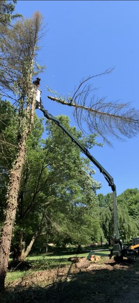 Photo of Jack's Tree Service And Landscaping