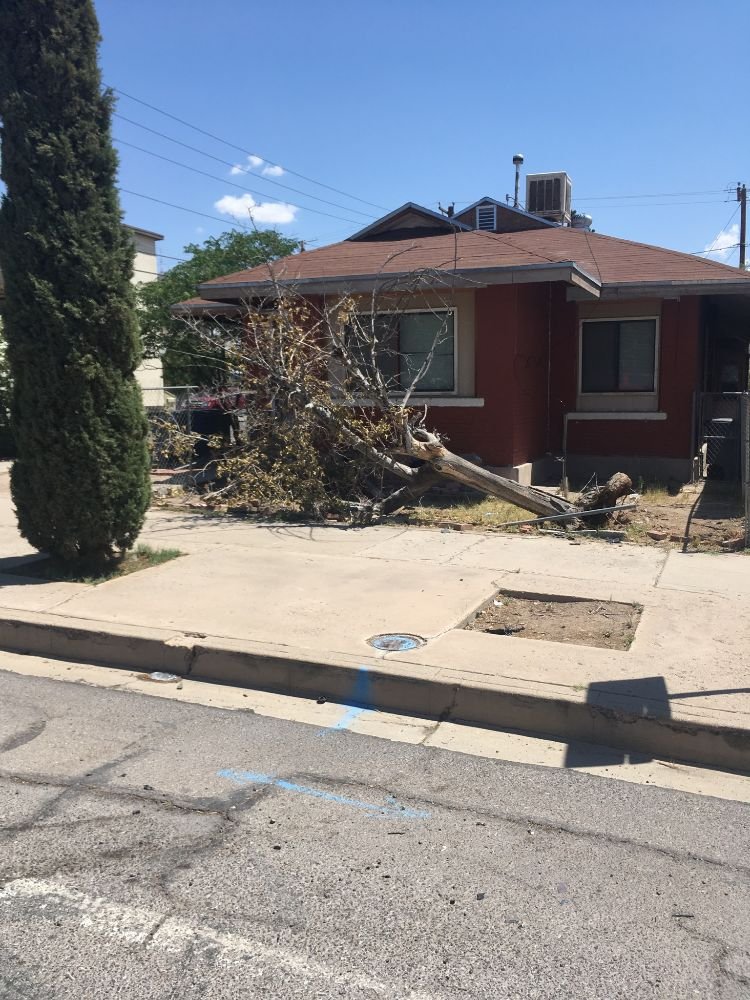 Photo of El Paso Tree Removal