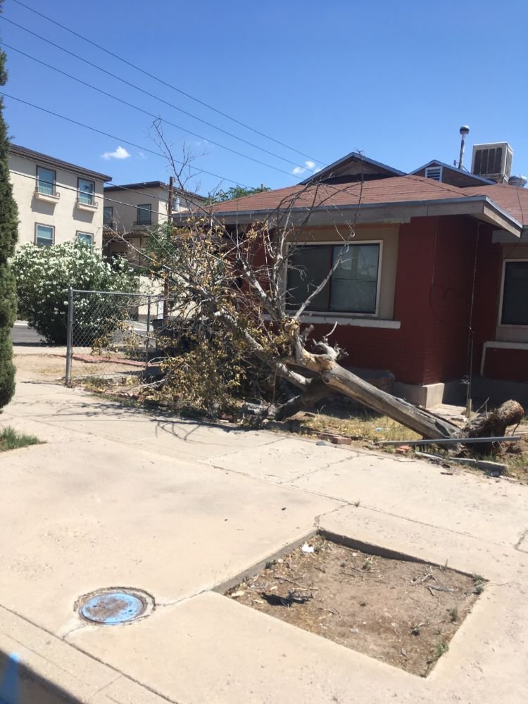 Photo of El Paso Tree Removal