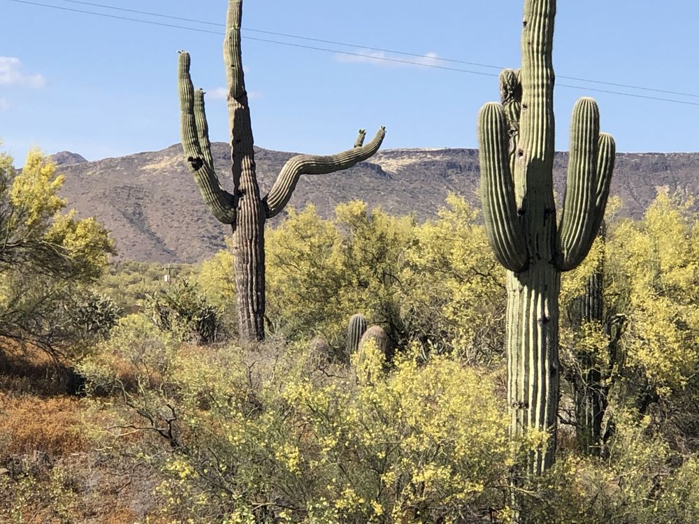 Photo of Wild West Trail Rides