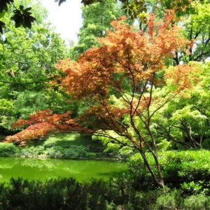 Photo of Down to Earth Landscaping, Inc